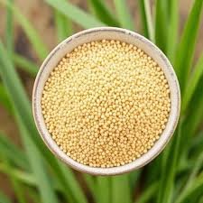 Pearl Millet